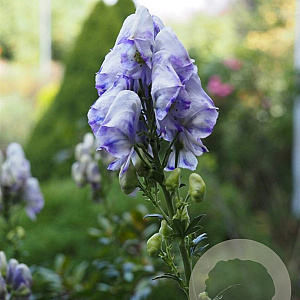 Aconitum carm. 'Cloudy' GM P9