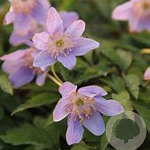 Anemone nem. 'Robinsoniana' GM P9