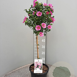 Anisodontea c. Elegans Princess 90 cm 5,0L stam