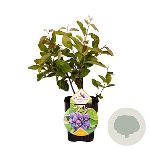 Amelanchier 'Saskatoon Berry' 40-60 cm 3,0L