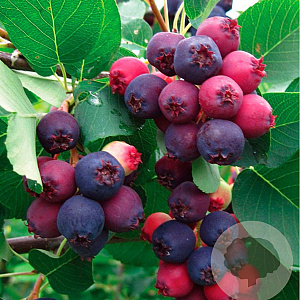 Amelanchier 'Prince William' 70-80 cm 5,0L