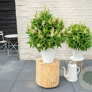 Buddleja davidii 'Little White' 3,0L