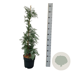 Chamaecyparis l. 'Spek' 50-60 cm 5,0L