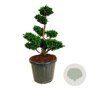 Chamaecyparis p. 'Teddy Bear' 80-100 cm cont. 90L bonsai