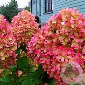 Hydrangea pan. Petite Cherry 30-35 cm 3,0L