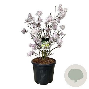 Magnolia loebneri 'Wildcat' 80-100 cm cont. 55L extra