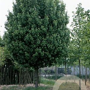 Acer campestre 'Lienco' 12-14 cm 50L