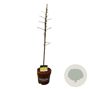 Metasequoia gl. Amber Glow 80-100 cm 7,5L