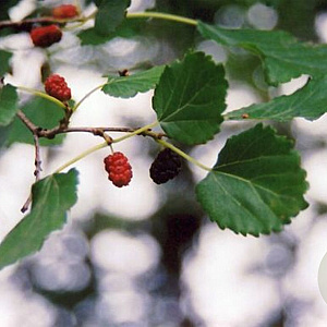 Morus alba tatarica 6-8 HO container