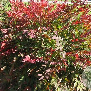Nandina d. Summer Sunset 40-50 cm container C2,5
