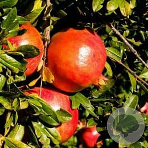 Punica granatum 'Iliana' 90 cm stam 10L 6-8HO