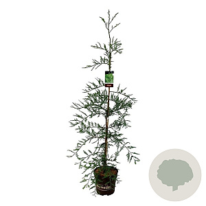 Sequoia s. 'Illa Martin' 150-175 cm 15L