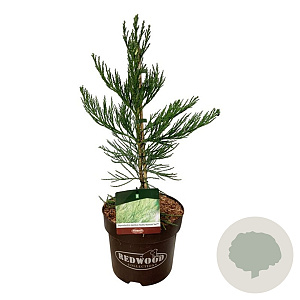 Sequoiadendron g. 'H. Mammoth Two' 50-60 cm 7,5L
