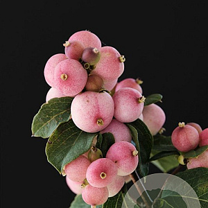 Symphoricarpos d. 'Liset' 40-50 cm 7,5L