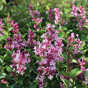 Syringa 'Bloomerang 'Pink Perfume' 30-40 cm 3,0L