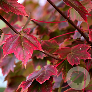 Acer rubrum 'Brandywine' 6-8 cm 25L lei 125x150