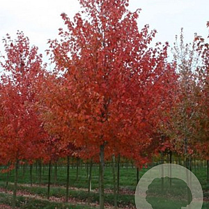 Acer rubrum 'Sun Valley' 8-10 cm 35L