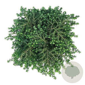 Tsuga can. 'Green Globe' 30-40 cm 6,5L