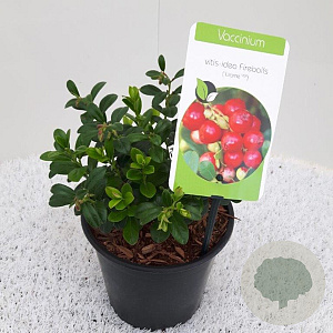 Vaccinium vitis-id. Fireballs GM P17