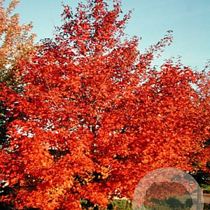 Acer 'Warrenred' 8-10 cm 50L