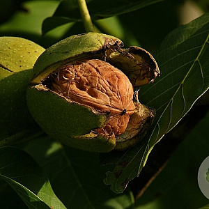 Juglans r. 'Kardinal' 6-8 HO 10L