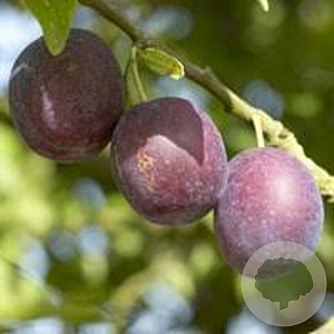 Prunus d. 'Anna Späth' halfstam container 