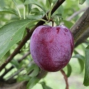 Prunus d. 'Italiaanse Kwets' hoogstam wortelgoed