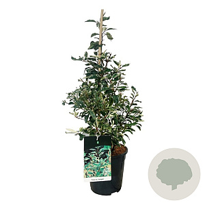 Prunus lusitanica 'Variegata' 60-80 cm 6,5L piramide