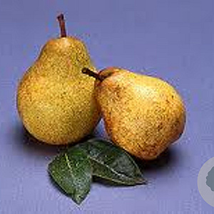 Pyrus c. 'Noordholl. Suikerpeer' 6-8 HO wortelgoed