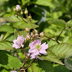 Rubus frut. 'Triple Crown' 25-30 cm 2,0L