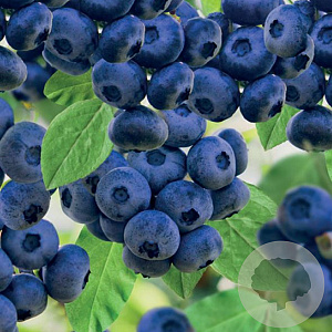 Vaccinium c. 'Aurora' 80-100 cm container C4