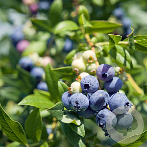 Vaccinium c. 'Berkeley' 30-40 cm 2,0L