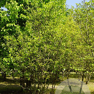 Chimonanthus praecox 200-250 cm draadkluit meerstammig