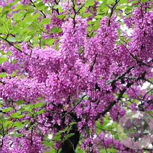 Cercis siliquastrum 14-16 HO container 125 cm stam LEIVORM