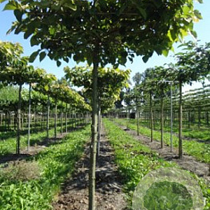 Tilia henryana 20-25 cm draadkluit 240 cm stam dakvorm