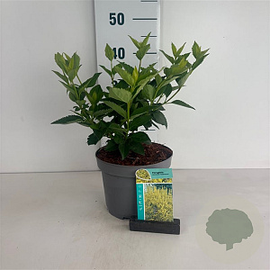 Forsythia 'Goldrausch' 40-50 cm 35L