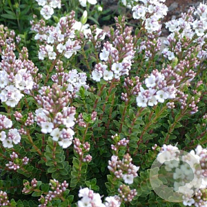 Hebe 'Baby Marie' GM 2,0L