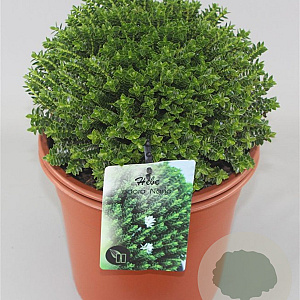 Hebe odora 'Nana' GM 2,0L