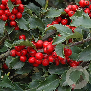 Ilex meserv. 'Magical Amore Rosso' 60-80 cm met kluit