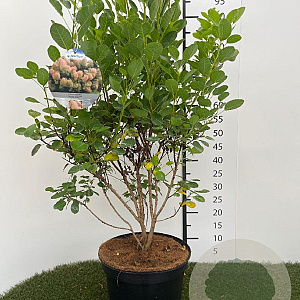 Cotinus cog. 'Young Lady' 60-80 cm 7,5L