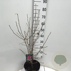 Hibiscus syr. French Cabaret Red 60-80 cm 7,5L