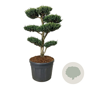 Juniperus chin. 'Monarch' 120-150 cm cont. 130L