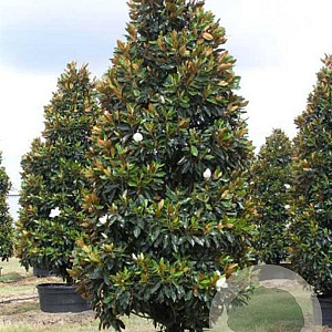 Magnolia grand. 'Little Gem' 14-16 HO container 125 cm stam LEIVORM