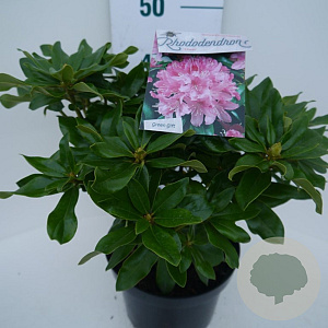 Rhododendron 'Cheer' 30-40 cm 5,0L struik
