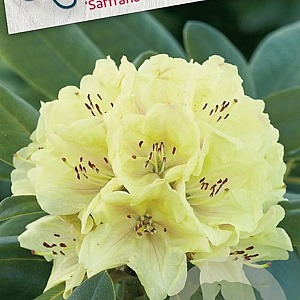 Rhododendron 'Saffrano' 30-40 cm 5,0L struik
