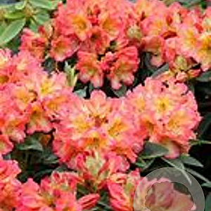 Rhododendron 'Sun Fire' 30-40 cm 5,0L struik