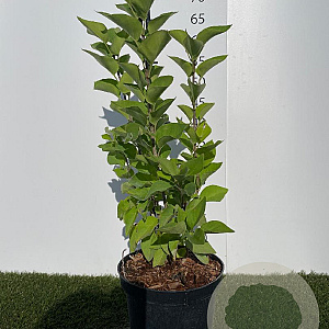 Syringa v. Carpe Diem 40-60 cm 3,0L
