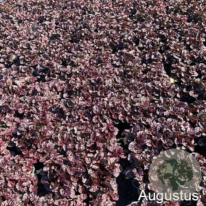 Ajuga reptans Black Scallop GM 2,0L