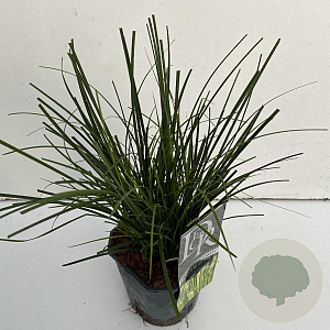 Carex brunnea 'Camara' 45-50 cm 2,0L vierkant