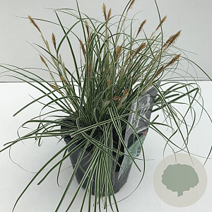 Carex oshim. Evercolor Everest 35-40 cm 2,0L vierkant